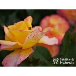 Flaming Star® Duże, pełne kwiaty, herbacianej barwy, przyjemnie pachnące. Błyszczące liście. Niski krzew.