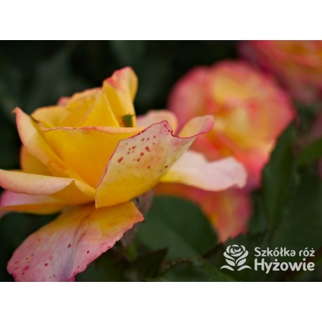 Flaming Star® Duże, pełne kwiaty, herbacianej barwy, przyjemnie pachnące. Błyszczące liście. Niski krzew.