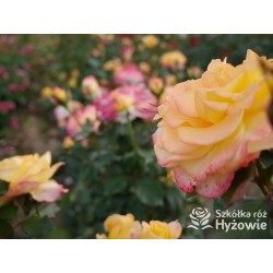 Flaming Star® Duże, pełne kwiaty, herbacianej barwy, przyjemnie pachnące. Błyszczące liście. Niski krzew.