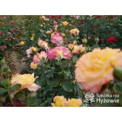 Flaming Star® Duże, pełne kwiaty, herbacianej barwy, przyjemnie pachnące. Błyszczące liście. Niski krzew.