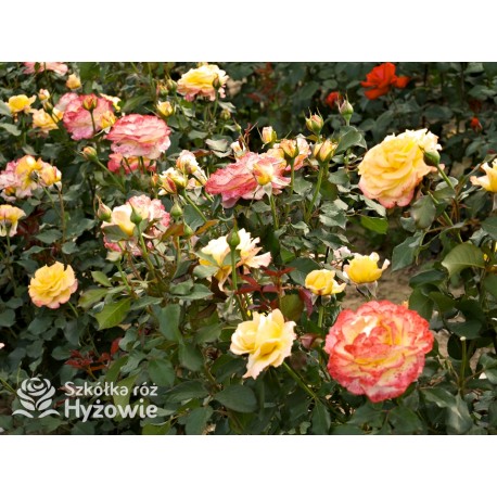 Flaming Star® Duże, pełne kwiaty, herbacianej barwy, przyjemnie pachnące. Błyszczące liście. Niski krzew.