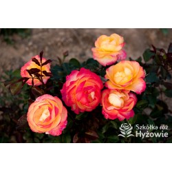 Flaming Star® Duże, pełne kwiaty, herbacianej barwy, przyjemnie pachnące. Błyszczące liście. Niski krzew.