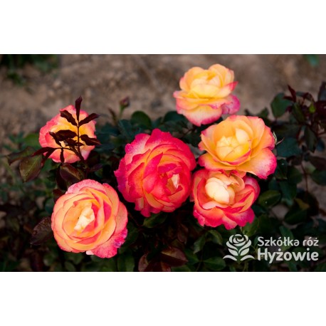 Flaming Star® Duże, pełne kwiaty, herbacianej barwy, przyjemnie pachnące. Błyszczące liście. Niski krzew.