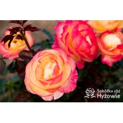 Flaming Star® Duże, pełne kwiaty, herbacianej barwy, przyjemnie pachnące. Błyszczące liście. Niski krzew.