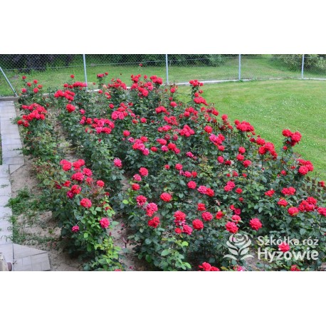 Grande Amore® Potężne kwiaty, pełne o bordowej barwie. Bardzo przyjemnie pachnie. Niski krzew.
