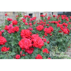 Grande Amore® Potężne kwiaty, pełne o bordowej barwie. Bardzo przyjemnie pachnie. Niski krzew.