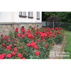 Grande Amore® Potężne kwiaty, pełne o bordowej barwie. Bardzo przyjemnie pachnie. Niski krzew.