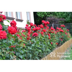 Grande Amore® Potężne kwiaty, pełne o bordowej barwie. Bardzo przyjemnie pachnie. Niski krzew.