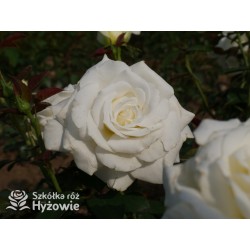 Memoire® Pokaźny kwiat, duża ilość płatków o białej barwie. Mocno pachnący. Niski krzew.