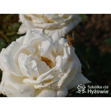 Memoire® Pokaźny kwiat, duża ilość płatków o białej barwie. Mocno pachnący. Niski krzew.