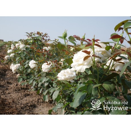 Memoire® Pokaźny kwiat, duża ilość płatków o białej barwie. Mocno pachnący. Niski krzew.