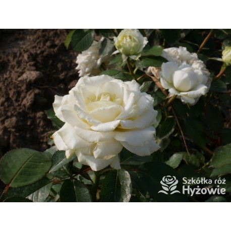 Memoire® Pokaźny kwiat, duża ilość płatków o białej barwie. Mocno pachnący. Niski krzew.