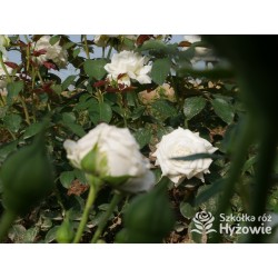 Memoire® Pokaźny kwiat, duża ilość płatków o białej barwie. Mocno pachnący. Niski krzew.