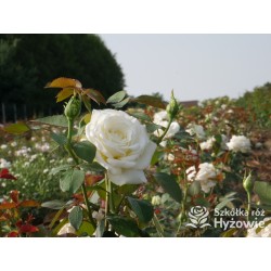 Memoire® Pokaźny kwiat, duża ilość płatków o białej barwie. Mocno pachnący. Niski krzew.