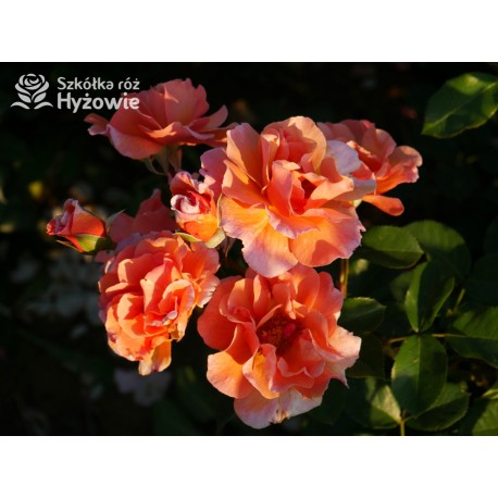 Arabia® duży kwiat, atrakcyjny układ płatków, pomarańczowa barwa, przyjemnie pachnie. Średniej wysokości krzew.