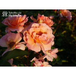 Arabia® duży kwiat, atrakcyjny układ płatków, pomarańczowa barwa, przyjemnie pachnie. Średniej wysokości krzew.