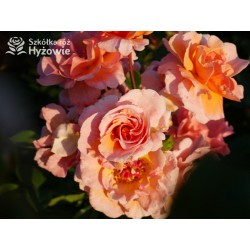 Arabia® duży kwiat, atrakcyjny układ płatków, pomarańczowa barwa, przyjemnie pachnie. Średniej wysokości krzew.