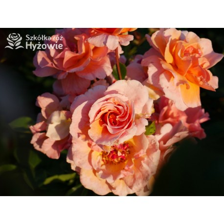 Arabia® duży kwiat, atrakcyjny układ płatków, pomarańczowa barwa, przyjemnie pachnie. Średniej wysokości krzew.