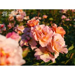 Arabia® duży kwiat, atrakcyjny układ płatków, pomarańczowa barwa, przyjemnie pachnie. Średniej wysokości krzew.