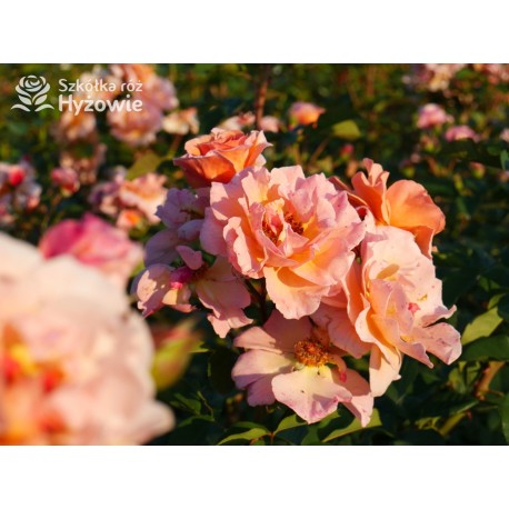 Arabia® duży kwiat, atrakcyjny układ płatków, pomarańczowa barwa, przyjemnie pachnie. Średniej wysokości krzew.