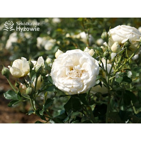 Artemis® Rozetkowe kwiaty, czysto białej barwy, mocno pachnące, błyszczące liście. Średniej wysokości krzew.