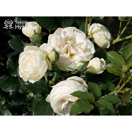 Artemis® Rozetkowe kwiaty, czysto białej barwy, mocno pachnące, błyszczące liście. Średniej wysokości krzew.
