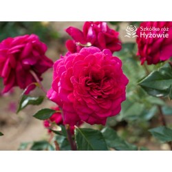 Bellevue® Burgundowe kwiaty o atrakcyjnym układzie płatka, przyjemnie pachnie. Błyszczący liść. Niski krzew.