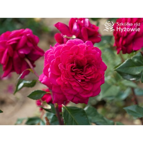 Bellevue® Burgundowe kwiaty o atrakcyjnym układzie płatka, przyjemnie pachnie. Błyszczący liść. Niski krzew.