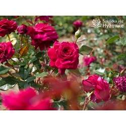 Bellevue® Burgundowe kwiaty o atrakcyjnym układzie płatka, przyjemnie pachnie. Błyszczący liść. Niski krzew.