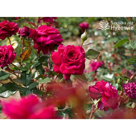 Bellevue® Burgundowe kwiaty o atrakcyjnym układzie płatka, przyjemnie pachnie. Błyszczący liść. Niski krzew.