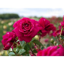 Bellevue® Burgundowe kwiaty o atrakcyjnym układzie płatka, przyjemnie pachnie. Błyszczący liść. Niski krzew.