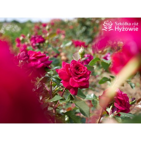 Bellevue® Burgundowe kwiaty o atrakcyjnym układzie płatka, przyjemnie pachnie. Błyszczący liść. Niski krzew.