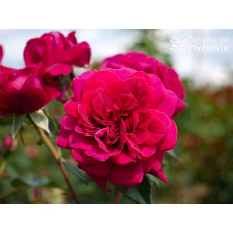 Bellevue® Burgundowe kwiaty o atrakcyjnym układzie płatka, przyjemnie pachnie. Błyszczący liść. Niski krzew.