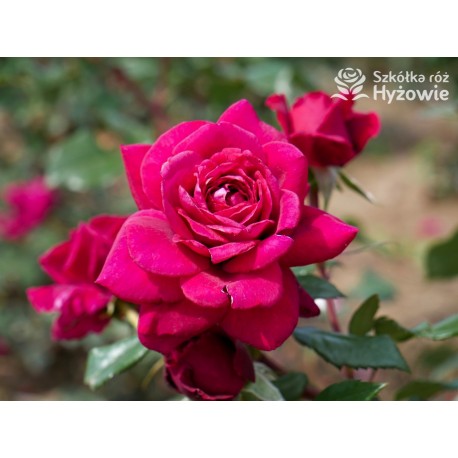 Bellevue® Burgundowe kwiaty o atrakcyjnym układzie płatka, przyjemnie pachnie. Błyszczący liść. Niski krzew.