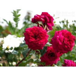 Bellevue® Burgundowe kwiaty o atrakcyjnym układzie płatka, przyjemnie pachnie. Błyszczący liść. Niski krzew.