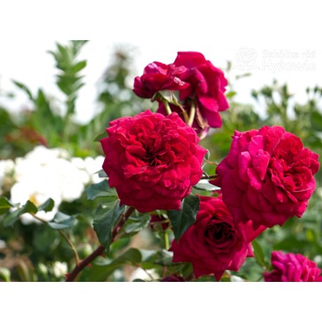 Bellevue® Burgundowe kwiaty o atrakcyjnym układzie płatka, przyjemnie pachnie. Błyszczący liść. Niski krzew.