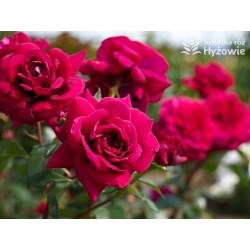 Bellevue® Burgundowe kwiaty o atrakcyjnym układzie płatka, przyjemnie pachnie. Błyszczący liść. Niski krzew.