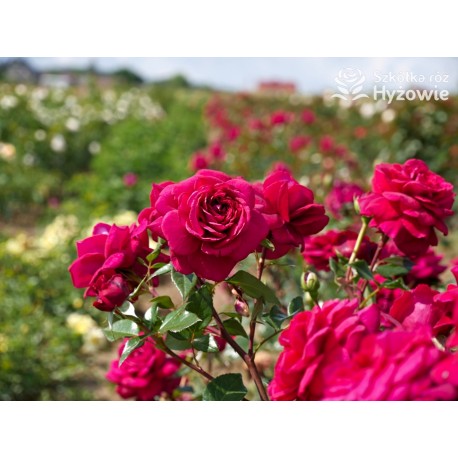 Bellevue® Burgundowe kwiaty o atrakcyjnym układzie płatka, przyjemnie pachnie. Błyszczący liść. Niski krzew.