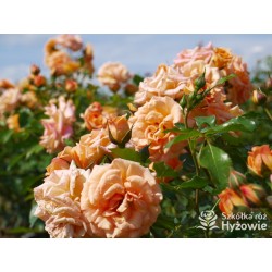 Bentheimer Gold® Herbaciane, pełne kwiaty .Błyszczący liść. Niski krzew.