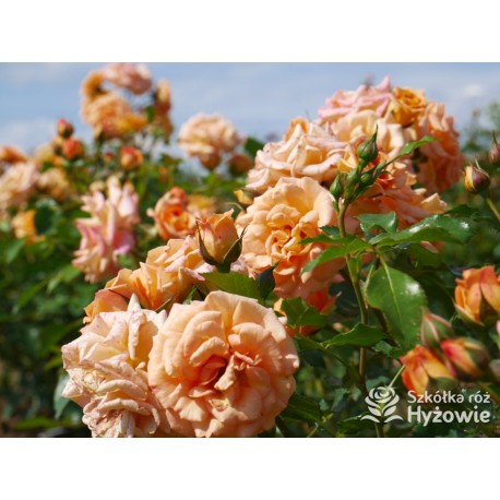 Bentheimer Gold® Herbaciane, pełne kwiaty .Błyszczący liść. Niski krzew.