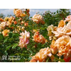 Bentheimer Gold® Herbaciane, pełne kwiaty .Błyszczący liść. Niski krzew.