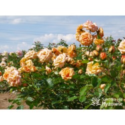 Bentheimer Gold® Herbaciane, pełne kwiaty .Błyszczący liść. Niski krzew.