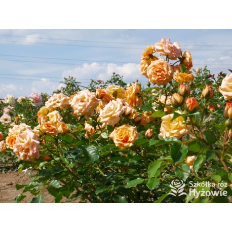 Bentheimer Gold® Herbaciane, pełne kwiaty .Błyszczący liść. Niski krzew.