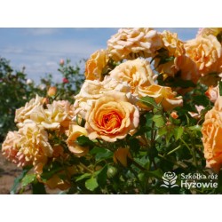 Bentheimer Gold® Herbaciane, pełne kwiaty .Błyszczący liść. Niski krzew.