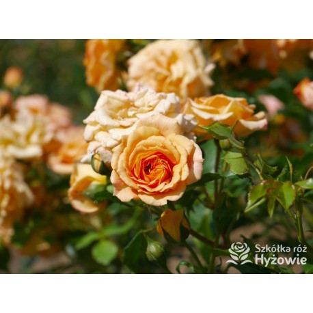 Bentheimer Gold® Herbaciane, pełne kwiaty .Błyszczący liść. Niski krzew.