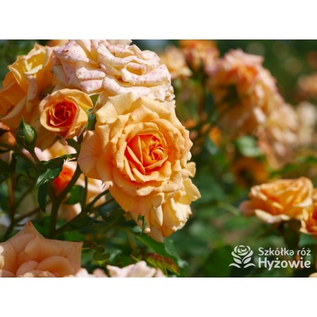 Bentheimer Gold® Herbaciane, pełne kwiaty .Błyszczący liść. Niski krzew.