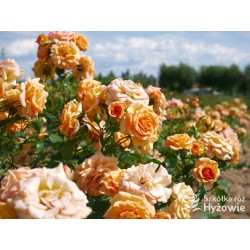 Bentheimer Gold® Herbaciane, pełne kwiaty .Błyszczący liść. Niski krzew.