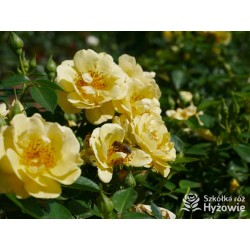 Bienenweide Gelb® Małe grona żółtych kwiatów. Błyszczące liście. Niziutki krzew.