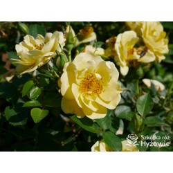 Bienenweide Gelb® Małe grona żółtych kwiatów. Błyszczące liście. Niziutki krzew.