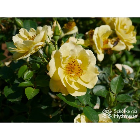 Bienenweide Gelb® Małe grona żółtych kwiatów. Błyszczące liście. Niziutki krzew.